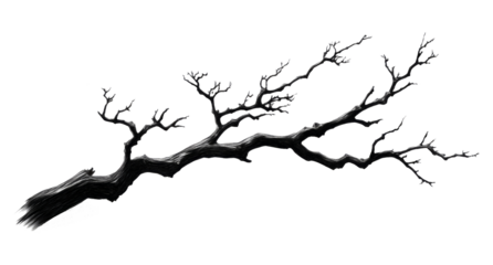old dead spooky tree isolated on white or transparent	
