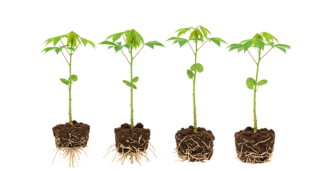 Seedlings with Roots Isolated on Transparent Background


