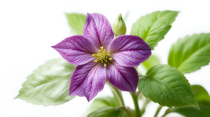 Thai Basil flower patchouli plant isolated white background