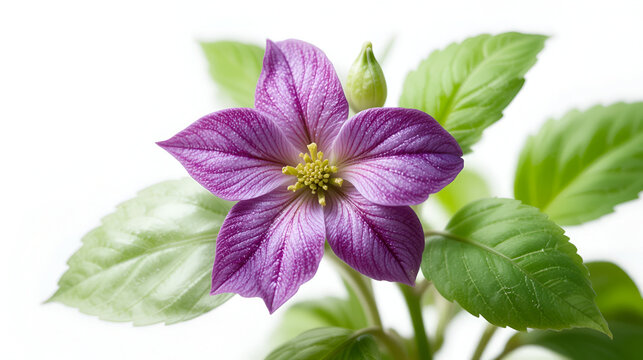 Thai Basil flower patchouli plant isolated white background