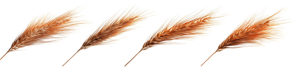 Fototapeta premium Collection ears of wheat isolated on transparent background. Realistic 3d vector illustration.
