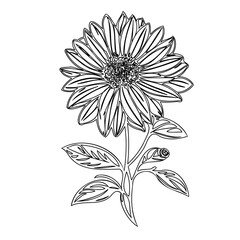 Delicate sunflower outline illustration conveying elegance in simplicity of form