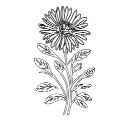 Detailed botanical line drawing of a vibrant daisy with foliage elements