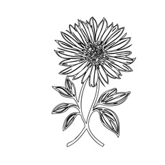 Elegant floral drawing in striking black and white with detailed petals and leaves