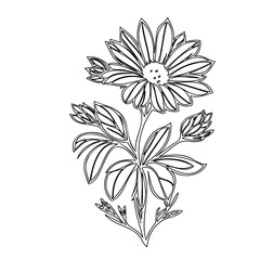 Elegant floral line art illustration showcasing a detailed blossoming sunflower design