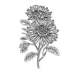 Elegant monochromatic floral illustration featuring two detailed chrysanthemum blossoms