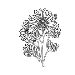 Delicate contour illustration of three blooming gerbera daisies in minimalist style