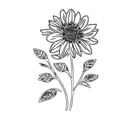 Elegant hand-drawn flower illustration with delicate details for artistic creations