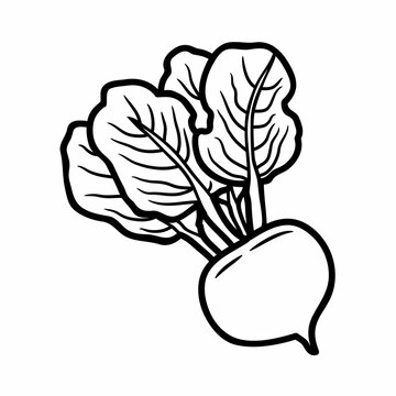 recommend clip art: Beet seamless set on white background. Sketch of beetroot on white board. Line art of vegetable