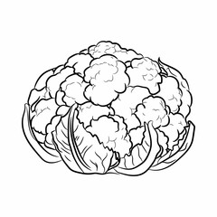 Cauliflower seamless set on white background. Sketch of cauliflower on white board. Line art of vegetable