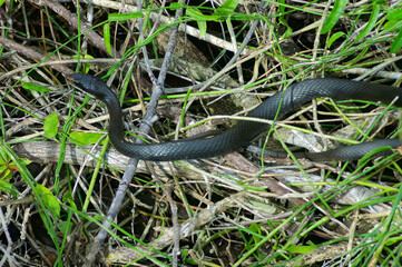 snake in the grass