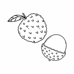 Lychee seamless set on white background. Sketch of lychee on white board. Line art of fruit