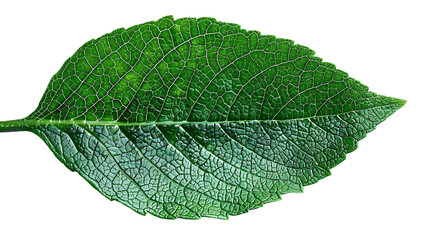 Obraz premium A close-up of a green leaf with visible veins and a smooth texture. The leaf appears to be healthy and is isolated against a white background.
