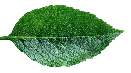 A close-up of a green leaf with visible veins and a smooth texture. The leaf appears to be healthy and is isolated against a white background.