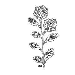 Elegant floral drawing with intricate details of petals and leaves for print