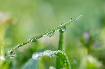 dew on grass