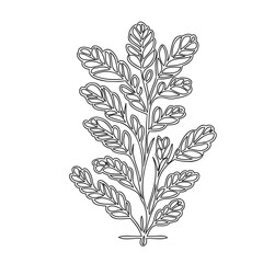 Minimalistic Line Art: Stylized Botanical Illustration of Leafy Branch on White