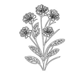 Delicate botanical illustration showcasing stylized daisy-like blossoms and foliage