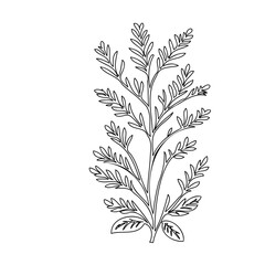 Elegant Botanical Illustration: A Delicate Branch with Detailed Leaves