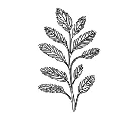 Elegant botanical line art featuring a symmetrical branch with stylized leaves