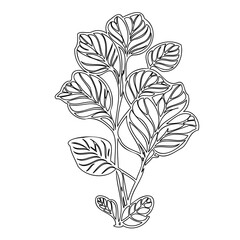 Elegant foliage outline illustration showcasing detailed venation structure on white
