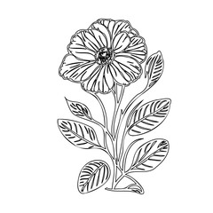 Elegant Monochrome Floral Illustration: A Detailed Botanical Line Drawing Artwork