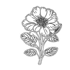 Elegant floral botanical illustration showcasing intricate line work and delicate leaf designs