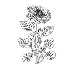 Detailed Botanical Illustration: A Solitary Blossom with Elegant Foliage Design