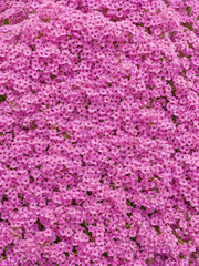 Beautiful flower background of pink gypsophila flowers. Flat lay, top view. Floral pattern.