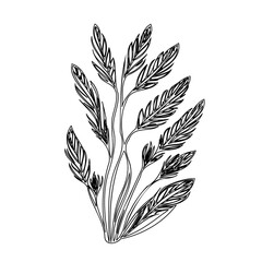 Elegant botanical sketch of feather-like foliage against a pristine white backdrop