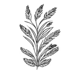Delicate floral illustration with slender leaves and a graceful stem design
