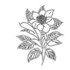 Botanical outline illustration depicting a flowering plant with stylized leaves