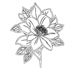 Elegant botanical illustration of a blossoming flower with detailed foliage