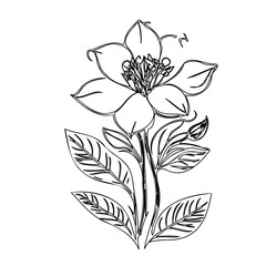 Delicate floral drawing featuring stylized petals and intricate stamen details