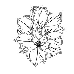 Detailed line art illustration of a layered botanical bloom isolated on white