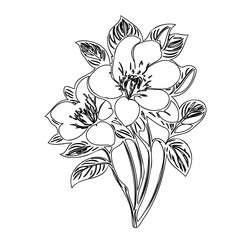 Floral contour drawing showcases detailed line art in a delicate flower bouquet