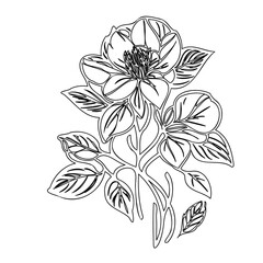 Elegant botanical illustration of flowers and leaves in sophisticated linework