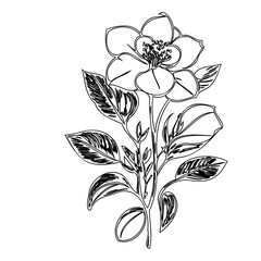 Elegant floral illustration with delicate petals and stylized leaf details design