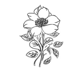 Elegant floral outline illustration displaying a flower with intricate leaves