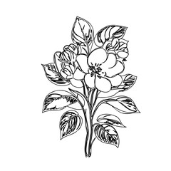 Elegant botanical illustration of flowering branches with detailed leaves, simple design