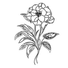 Elegant monochrome floral illustration featuring a stylized blossomed flower