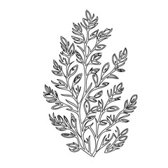 Botanical line drawing exhibiting stylized leaves and branching structure