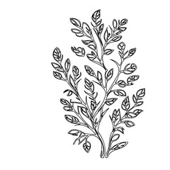 Elegant botanical illustration featuring a delicate branch with stylized leaves