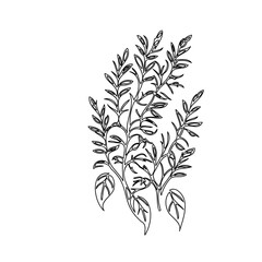 Elegant botanical illustration showcasing stylized leaves and branching stems