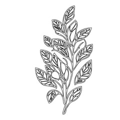 Elegant botanical line art: A serene branch with textured leaves illustration
