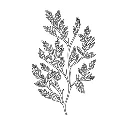 Elegant fern frond illustration in minimalist black outline against white backdrop