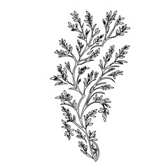 Delicate botanical illustration featuring gracefully branching leaves and stems