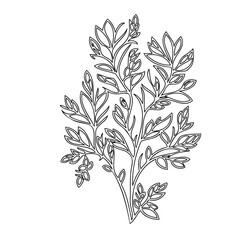 Botanical Outline: Delicate Foliage Sketch on White Canvas, Artful Simplicity