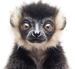 Lemur for Exotic Wildlife and Nature Art - Isolated on White Background