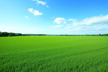 Fototapeta premium field of green grass under a blue sky with white clouds 22